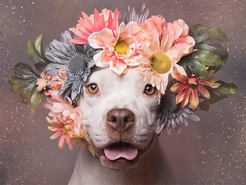 Pitbull đội vương miện hoa