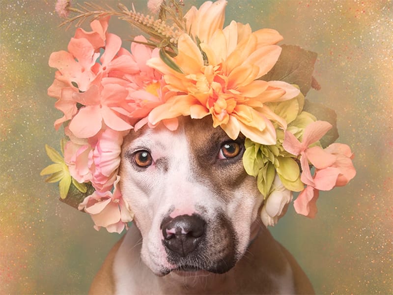 Pitbull đội vương miện hoa