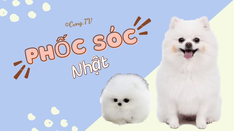 Chó Phốc Sóc Nhật mini là một trong những giống chó nhỏ đáng yêu nhất trên thế giới. Hãy xem hình ảnh để thấy được sự đáng yêu và dễ thương của chúng.