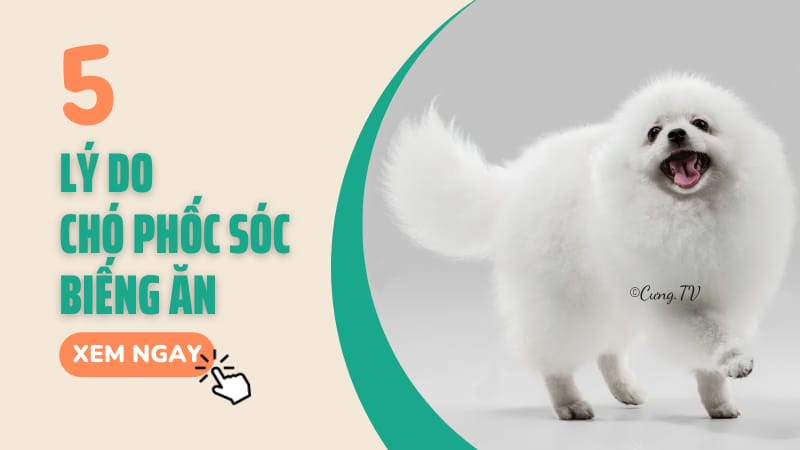 chó phốc sóc biếng ăn