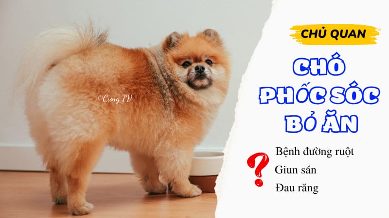 chó phốc sóc biếng ăn