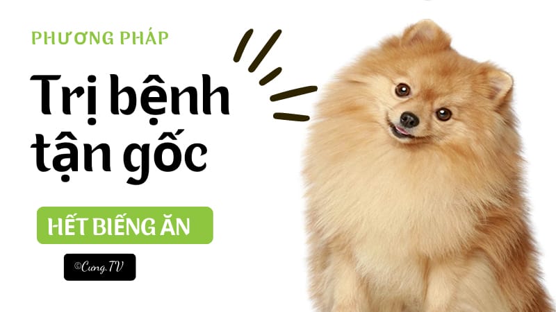 chó phốc sóc không chịu ăn