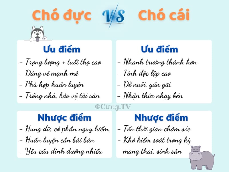 nên nuôi chó đực hay chó cái