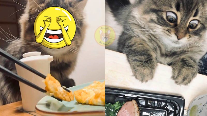 Small cat with amazing acting skills, "depending on appearance to make a living" food faucet despite shame