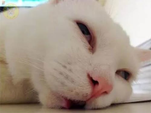 The little cat Cici, known as the "beauty of ten thousand people", was peeled off by her owner with 7749 overbearing expressions while sleeping