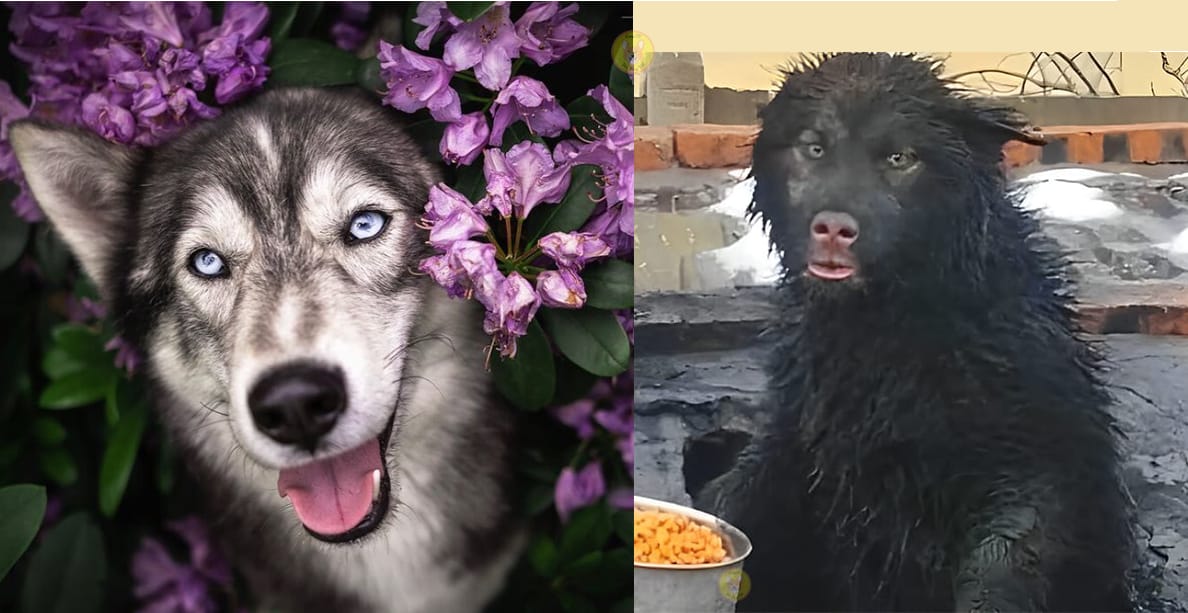 Những hình ảnh về các chú chó đáng yêu - SieuPet.Com