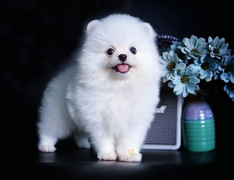 Bộ Sưu Tập 50+ Hình Ảnh Chó Poodle Cute, Dễ Thương Đẹp Nhất