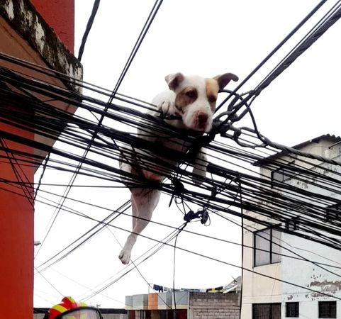 "▲▼You think you have wings? Vuong playfully rushed out to the balcony to catch butterflies and got stuck in a telephone pole and couldn't escape. (Photo / copied from FB@Cuerpo