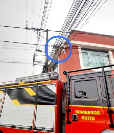 "▲▼You think you have wings? Vuong playfully rushed out to the balcony to catch butterflies and got stuck in a telephone pole and couldn't escape. (Photo / copied from FB@Cuerpo