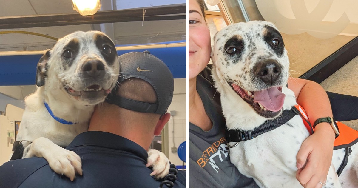 From Suffering to Safety: Dog Finds Forever Home After 450 Days in Shelter