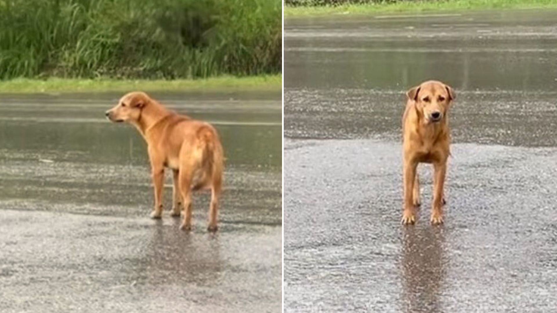 Lonely Pup Waits in Rain for Days, Overjoyed to Reunite With Owner
