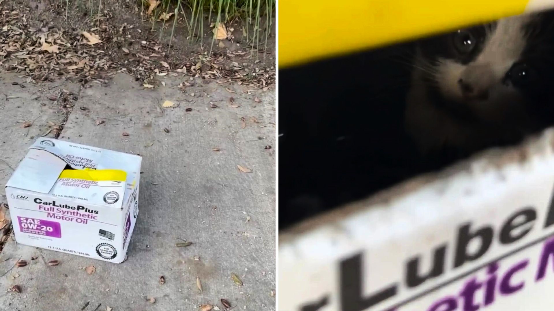 Abandoned and Afraid: Kittens in a Box Spark a Heartfelt Rescue