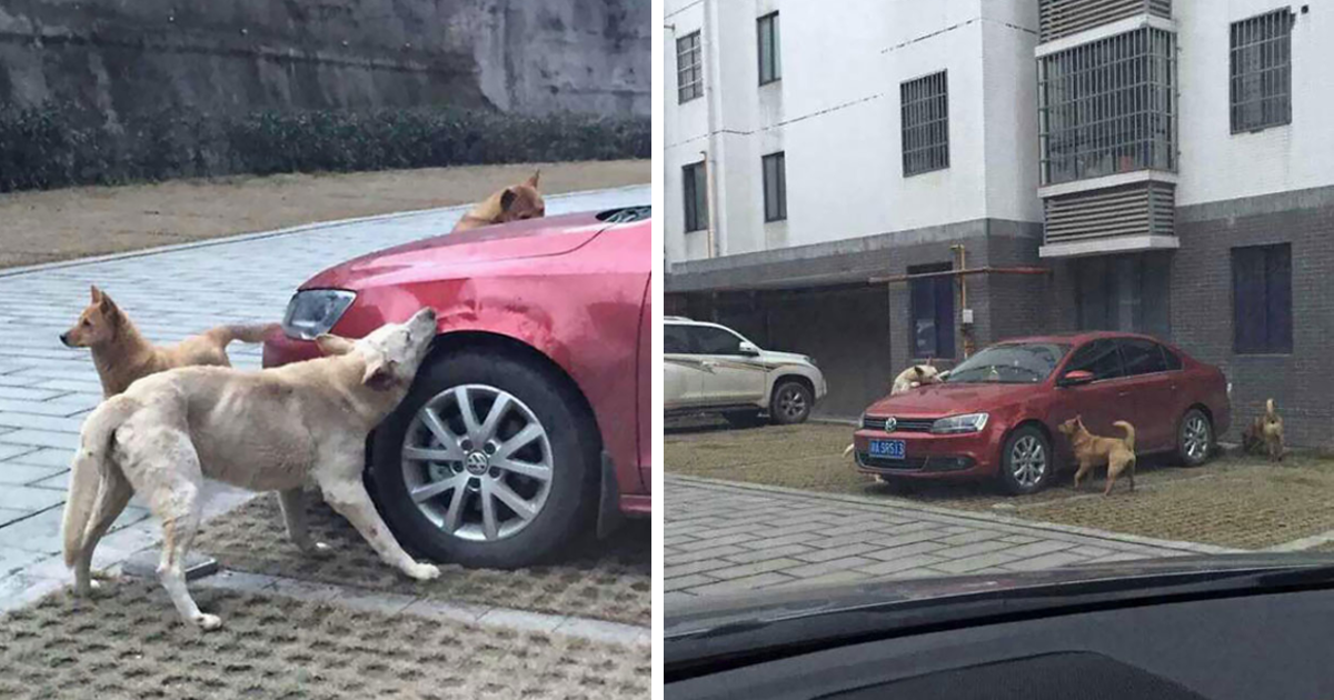 Stray Dog Kicked By Driver Returns With A Load Of Friends To Trash His Car