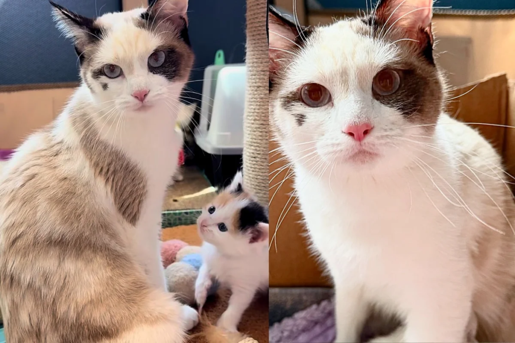 Tiny Meows Under the Shed Lead to Big Rescue for Cat and Kittens