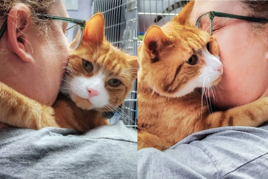 Tired of Street Life, This Cat Said: “Fine, I’ll Adopt Myself!”