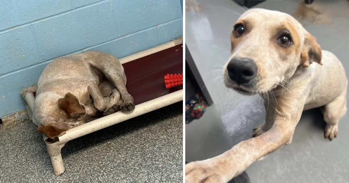 Separated by Adoption, This Shelter Dog’s Sadness Broke Hearts Online