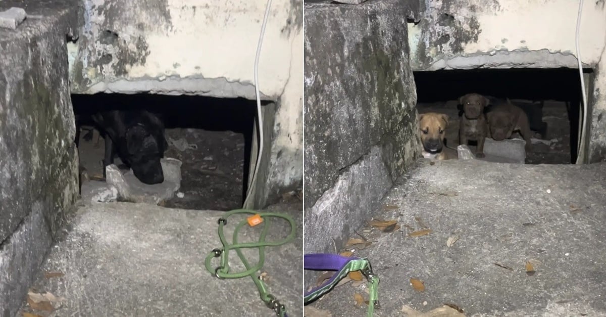 Woman thought she was saving just one dog, but discovered a whole family of 9 puppies hiding under a house