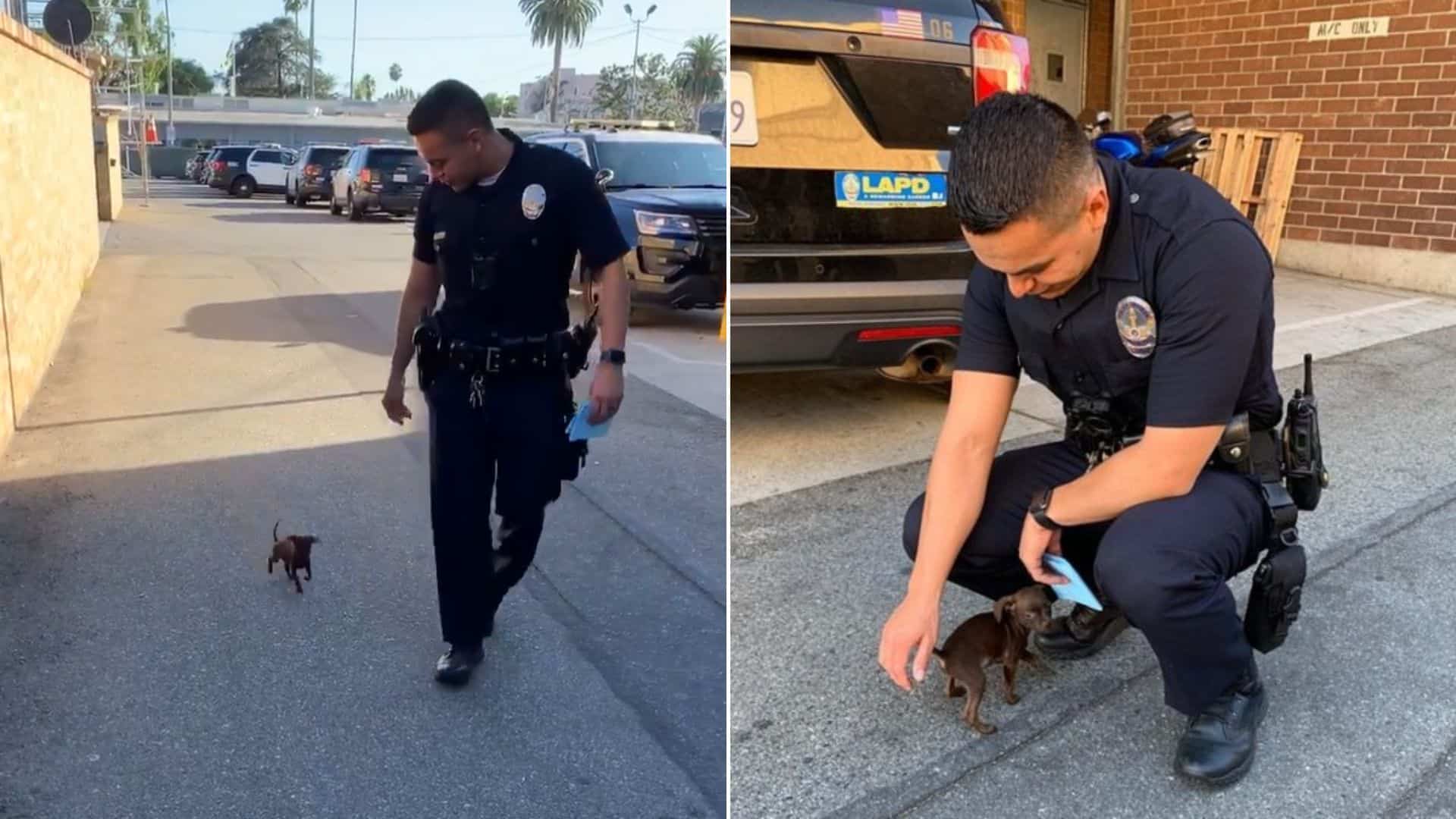 One Look at the Stray Pup on the Sidewalk… and the Officer Couldn’t Walk Away
