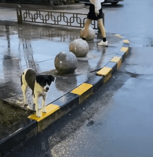 They Thought She Just Wanted Food… Then They Saw Her Belly