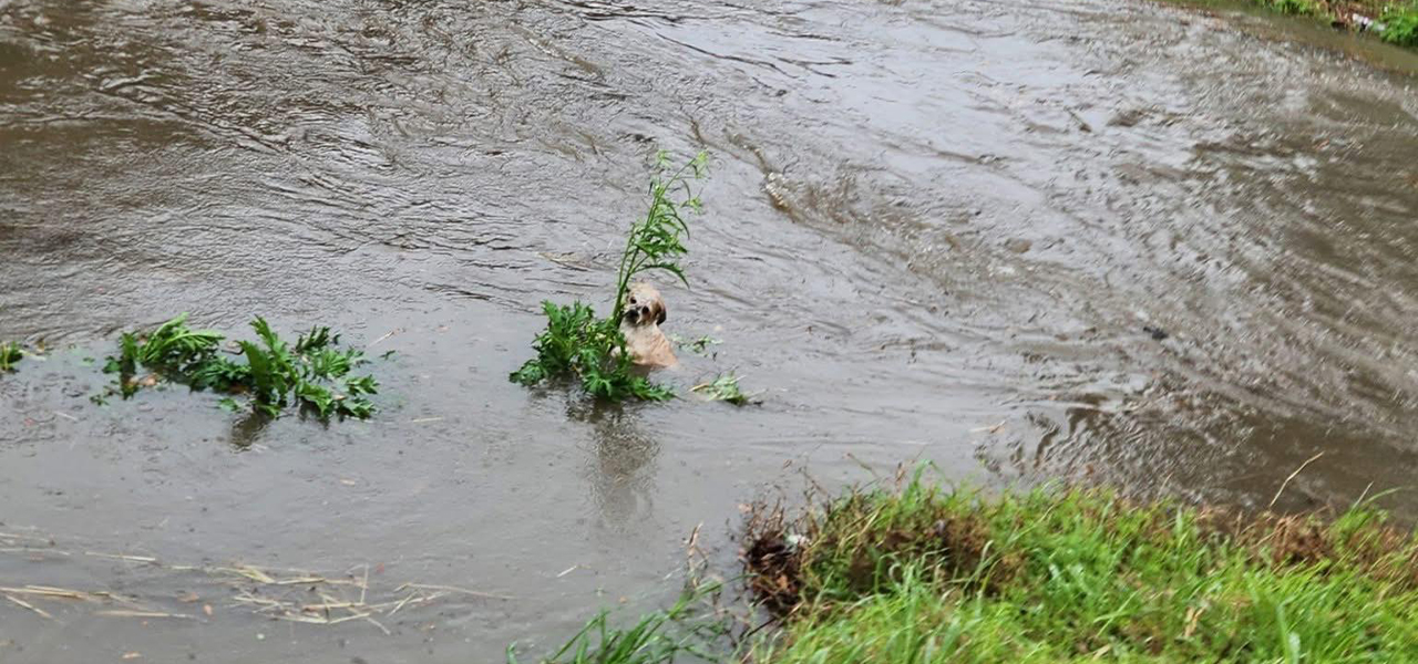 A Tiny Pup Clung To Life In The Bayou – Until A Stranger Stopped To Help
