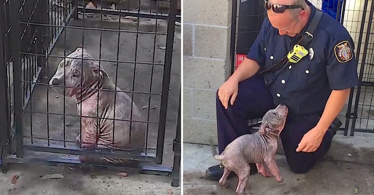 From Rescue to Forever: Firefighter Reunites with Puppy He Saved