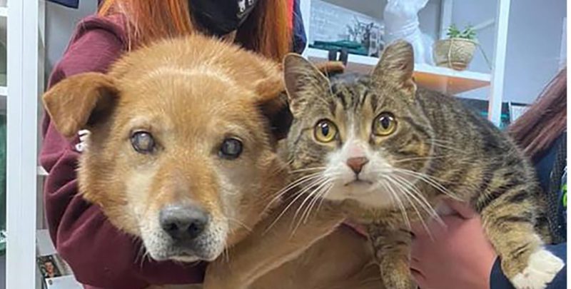 Blind Dog and His ‘Seeing-Eye Cat’ Best Friend Get Adopted Together Into a Loving Home