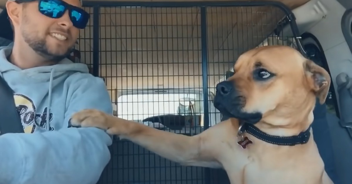 Rescue Pup Glues Himself to Dad — Trust Issues Level: Expert