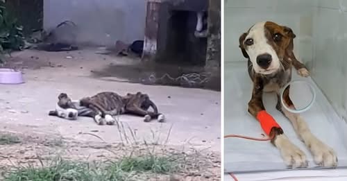 Trapped and Forgotten: She Cried for Help for Weeks Until She Couldn’t Anymore