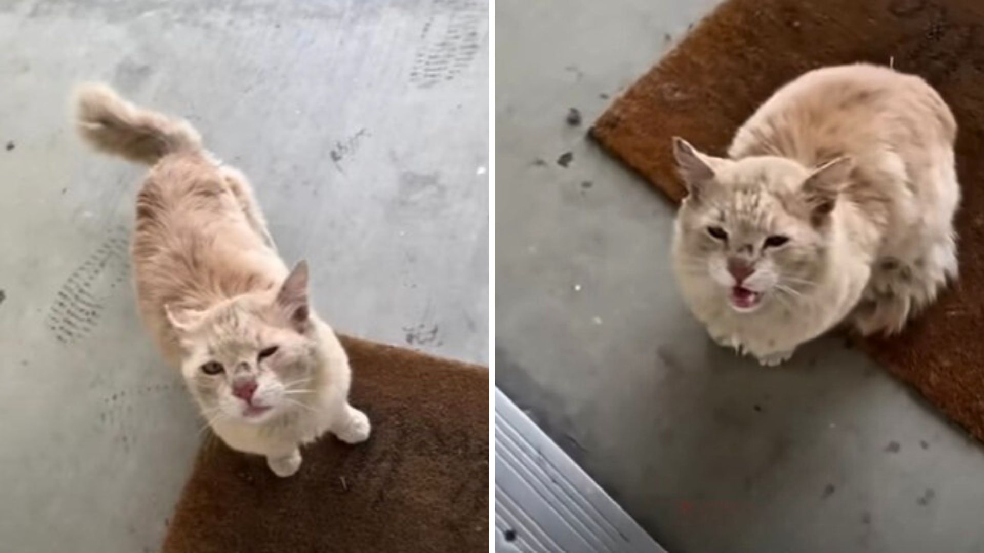 Meow Meow, Someone Save Me? The Cat Who Showed Up To Crash At A Stranger’s House