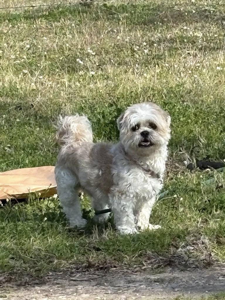 dog standing outside