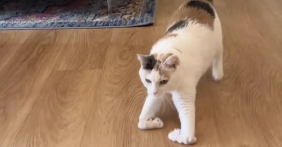 Tiny Folded Legs, but a Big Open Heart – The Endearing Journey of a Special-Needs Cat