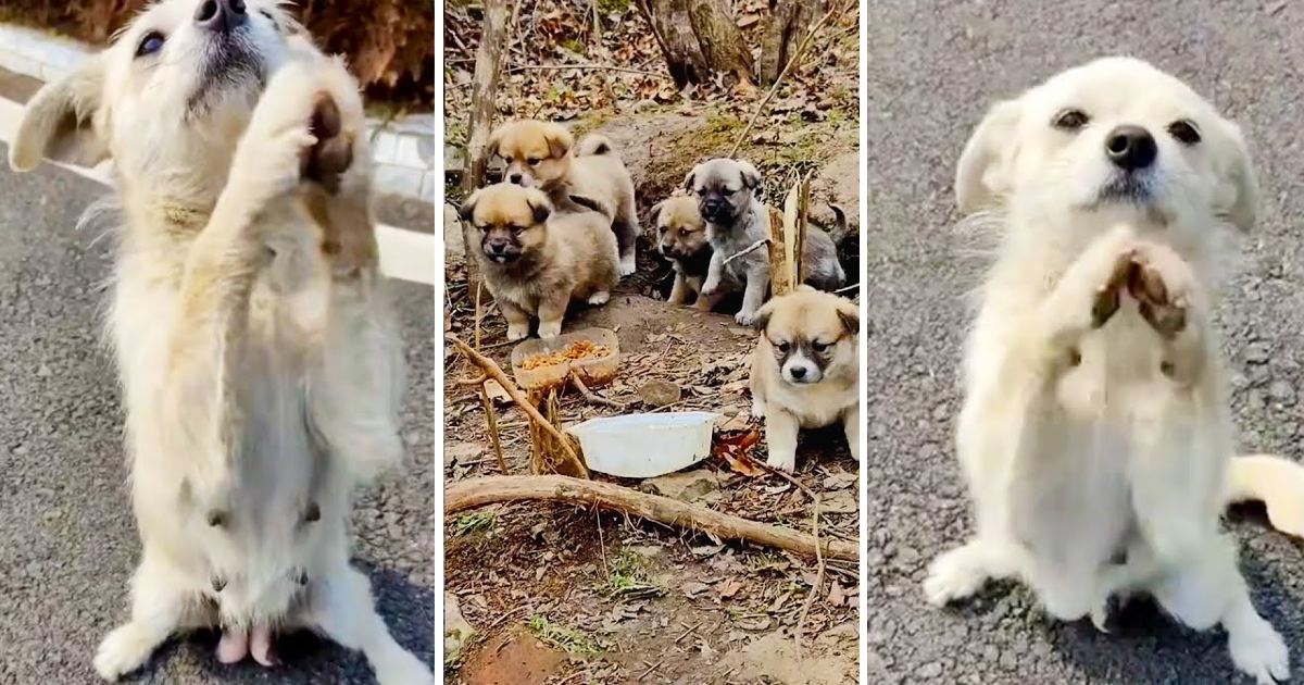 Blocked the Road for Help: Brave Mother Dog Leads Rescuers to Hidden Puppies
