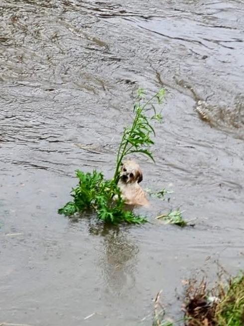 puppy in river