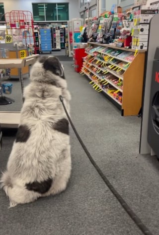 This Gentle Giant Got a Snack Once