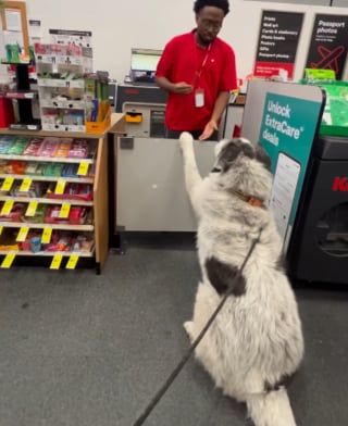 This Gentle Giant Got a Snack Once