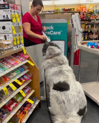 This Gentle Giant Got a Snack Once