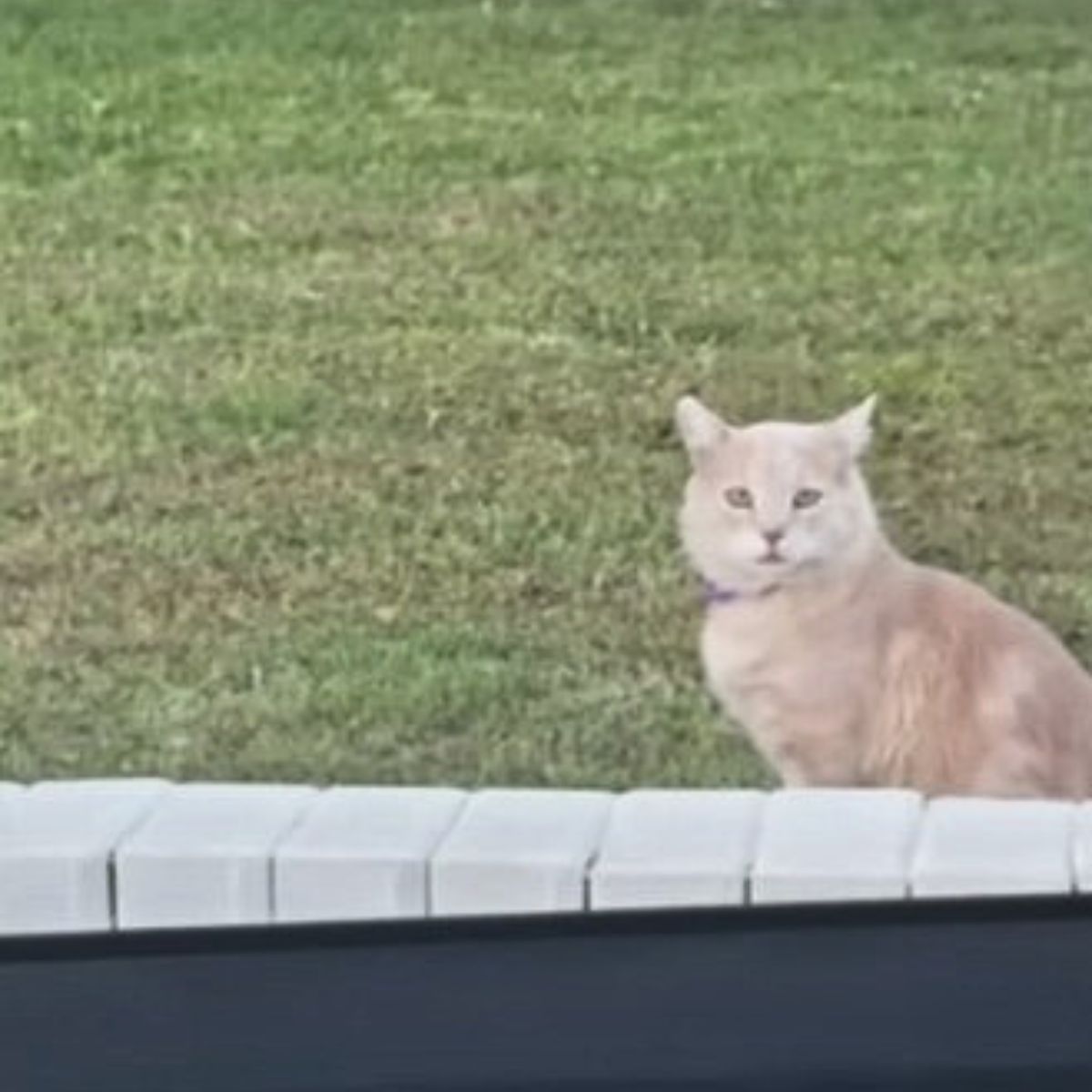 sweet cat