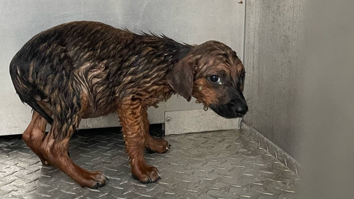 Saved by a Miracle: Puppy Covered in Ticks Found Alone in Flooded Field