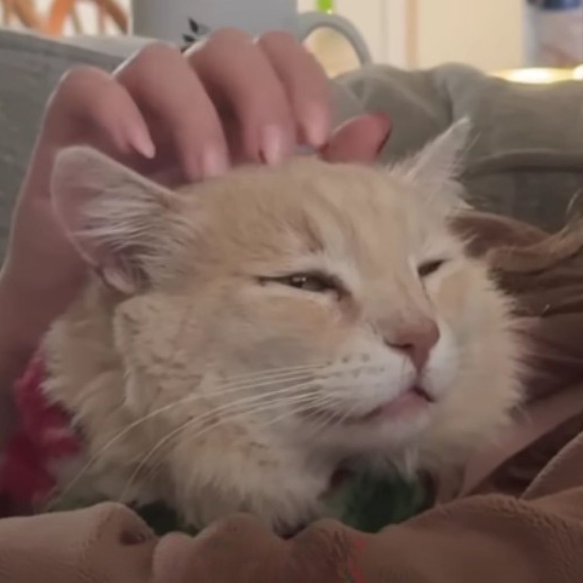 woman petting a cat