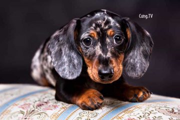 Chó Dachshund