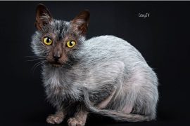 Mèo Lykoi