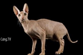 Mèo Peterbald