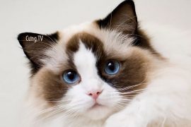 Mèo Ragdoll