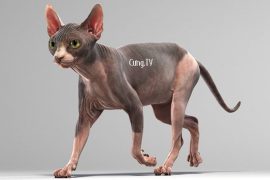 Mèo Sphynx