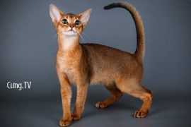 Mèo abyssinian