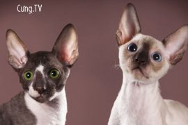 Mèo Cornish Rex