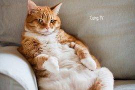 mèo mướp béo