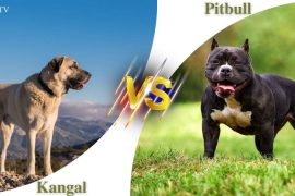 chó kangal cắn chết pitbull