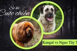 chó kangal vs ngao tây tạng