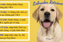 chó labrador retriever giá bao nhiêu